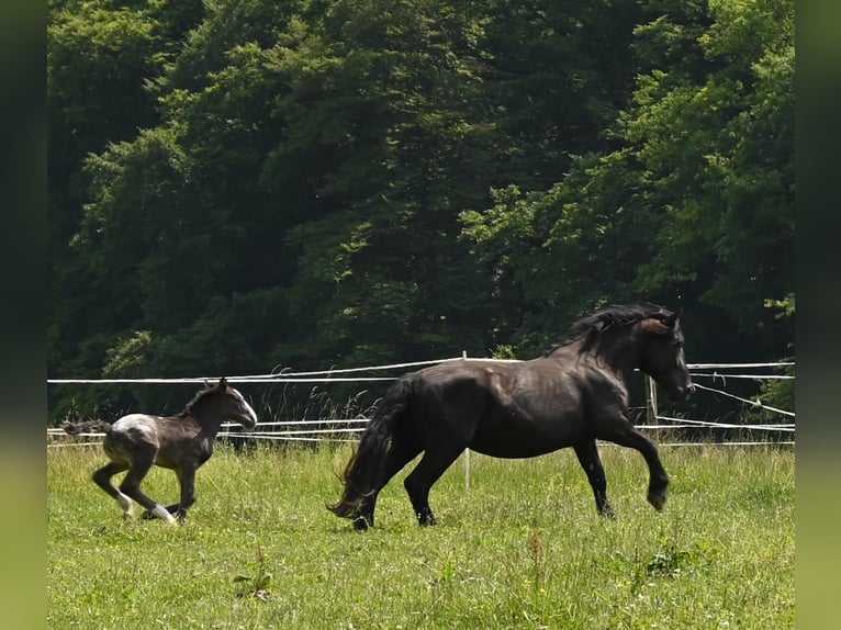 Noriker Merrie 4 Jaar in Klettgau