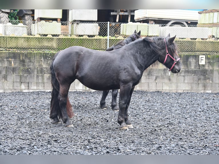 Noriker Merrie 4 Jaar in Klettgau