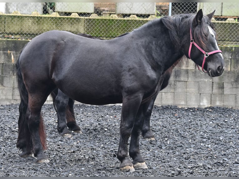 Noriker Merrie 4 Jaar in Klettgau