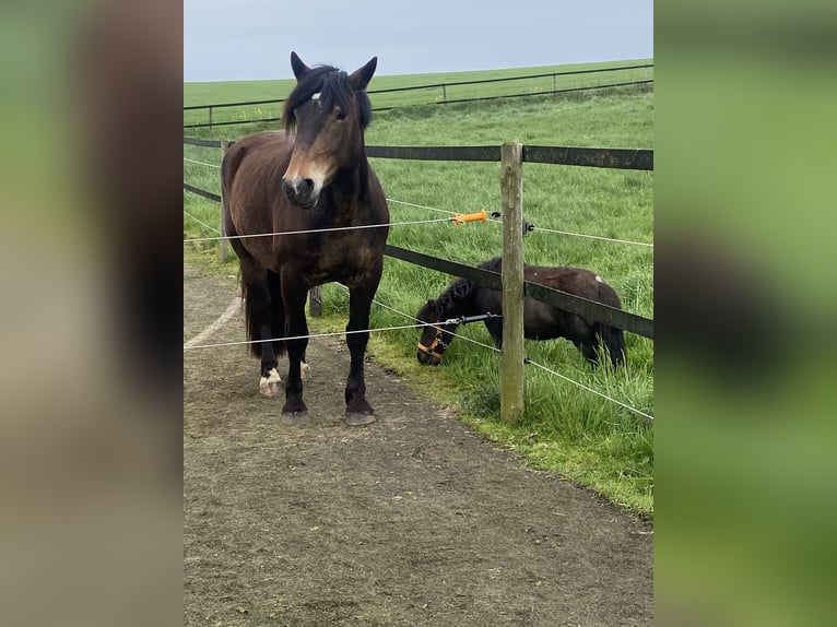 Noriker Merrie 4 Jaar Bruin in Heinsberg