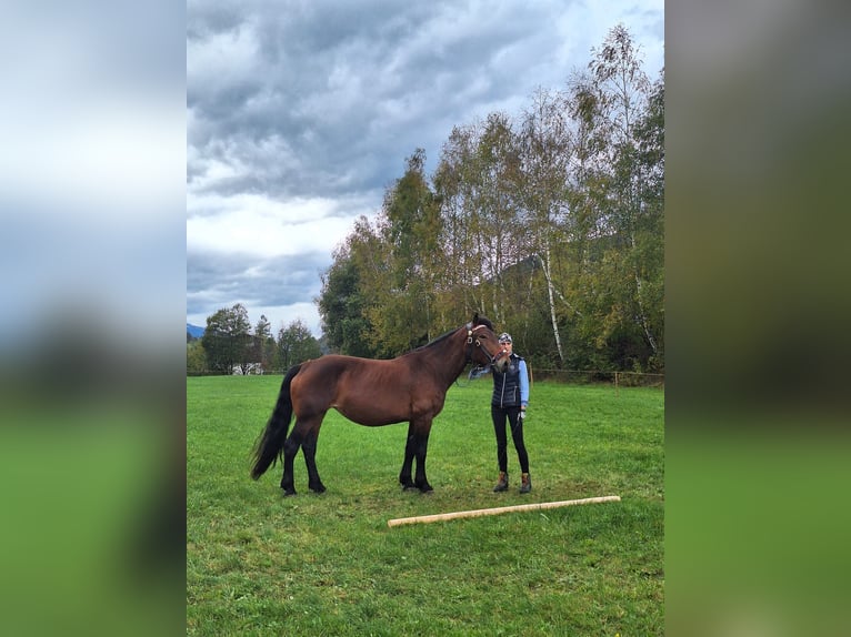 Noriker Merrie 4 Jaar Bruin in Höf