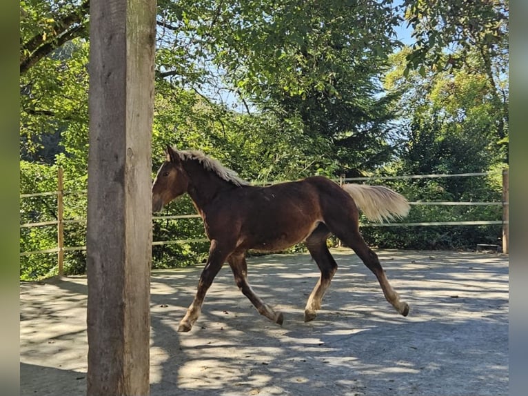 Noriker Merrie 4 Jaar Donkere-vos in Klettgau
