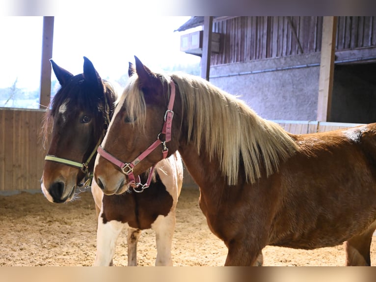 Noriker Merrie 4 Jaar Donkere-vos in Klettgau
