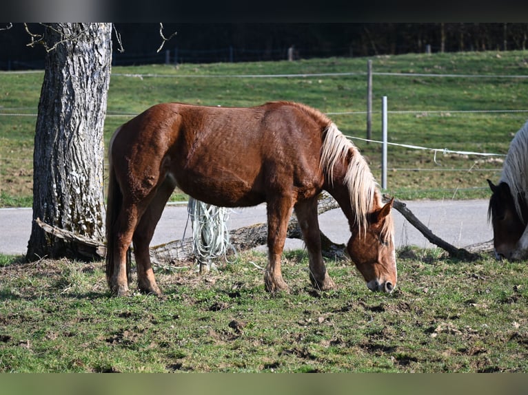 Noriker Merrie 4 Jaar Donkere-vos in Klettgau