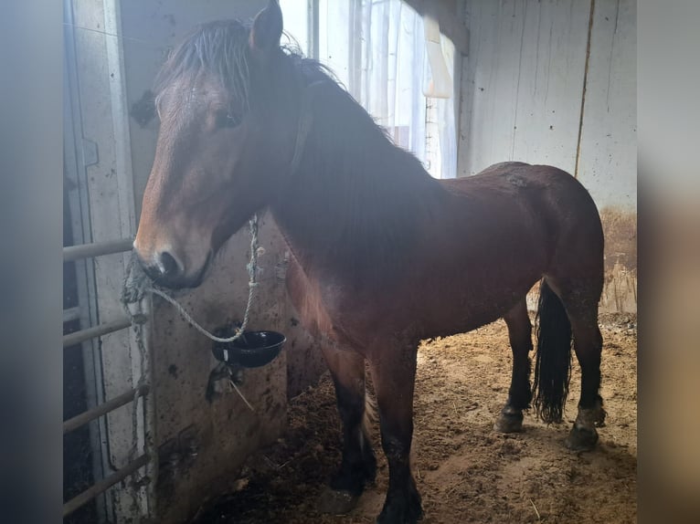 Noriker Merrie 4 Jaar in Obertilliach