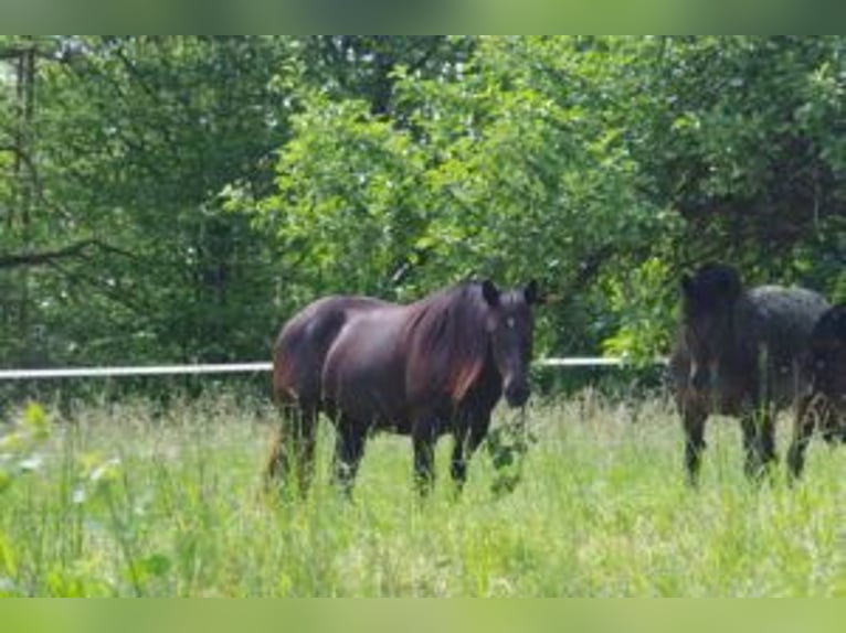 Noriker Merrie 4 Jaar Zwart in Niederzier