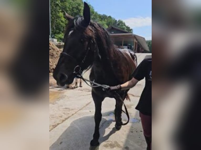 Noriker Merrie 4 Jaar Zwart in Niederzier