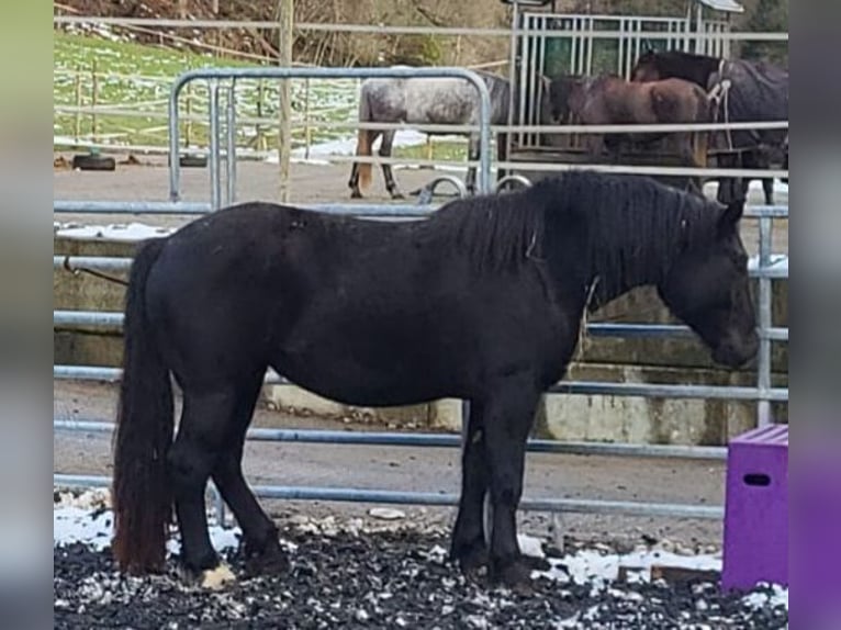 Noriker Merrie 4 Jaar Zwart in Niederzier