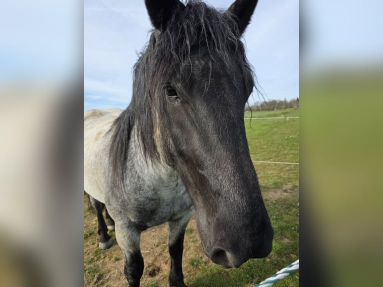 Noriker Merrie 5 Jaar 155 cm Blauwschimmel in Seibersbach