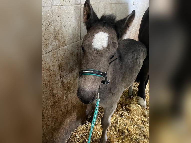 Noriker Merrie 5 Jaar 160 cm Zwart in Peine