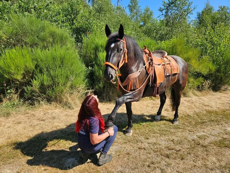 Noriker Merrie 5 Jaar 162 cm Zwart in Linkenbach