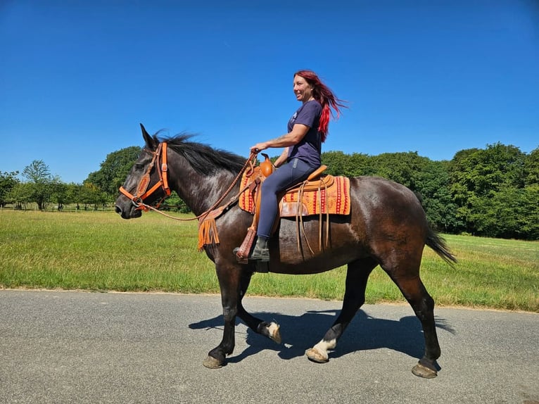 Noriker Merrie 5 Jaar 162 cm Zwart in Linkenbach