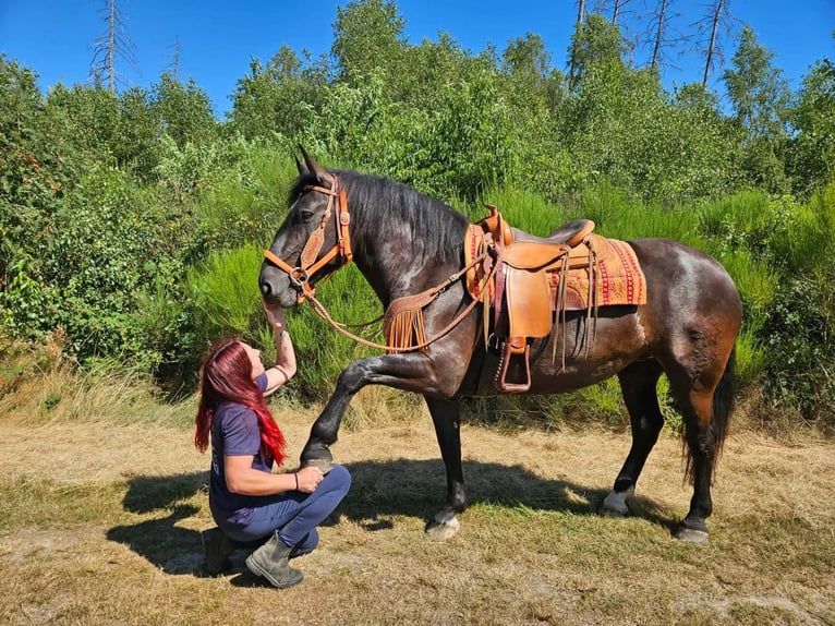 Noriker Merrie 5 Jaar 162 cm Zwart in Linkenbach