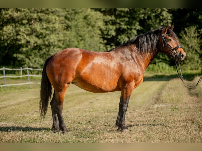 Noriker Merrie 5 Jaar 165 cm Bruin in Braunau am Inn