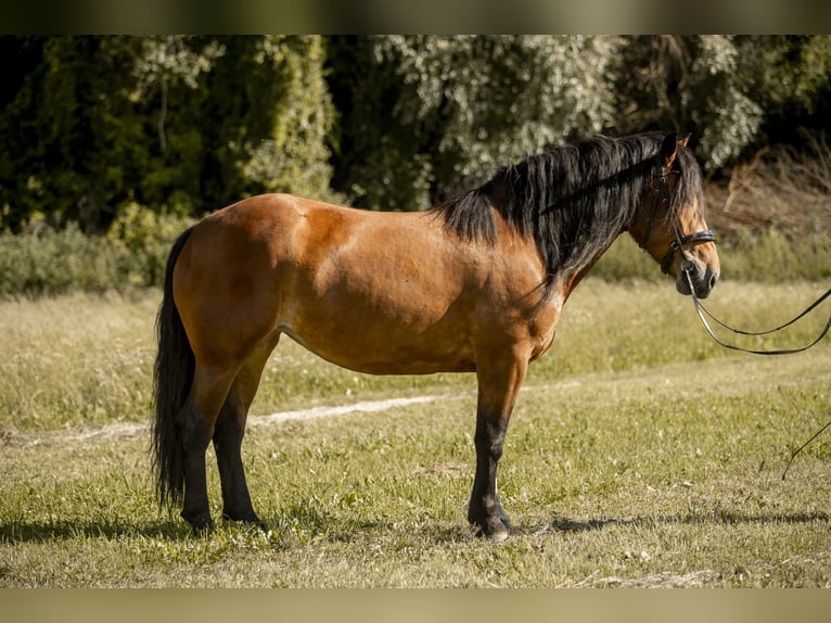 Noriker Merrie 5 Jaar 165 cm Bruin in Braunau am Inn