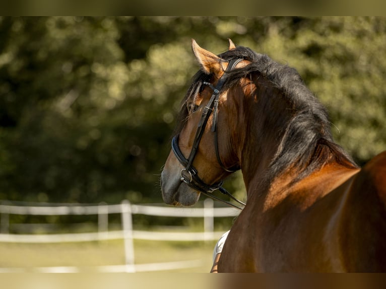 Noriker Merrie 5 Jaar 165 cm Bruin in Braunau am Inn