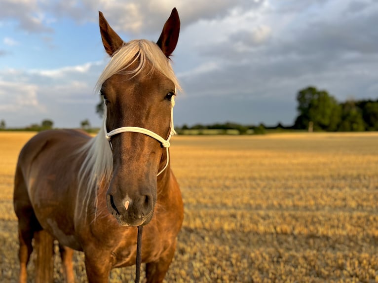 Noriker Merrie 5 Jaar 166 cm Donkere-vos in Hasselberg
