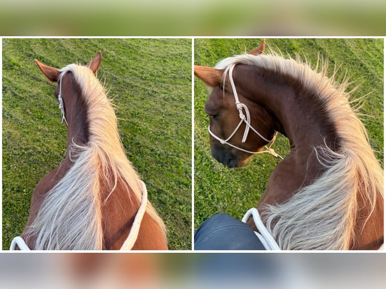 Noriker Merrie 5 Jaar 166 cm Donkere-vos in Hasselberg