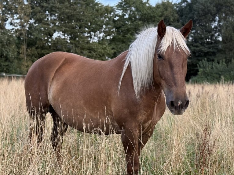 Noriker Merrie 5 Jaar 166 cm Donkere-vos in Hasselberg