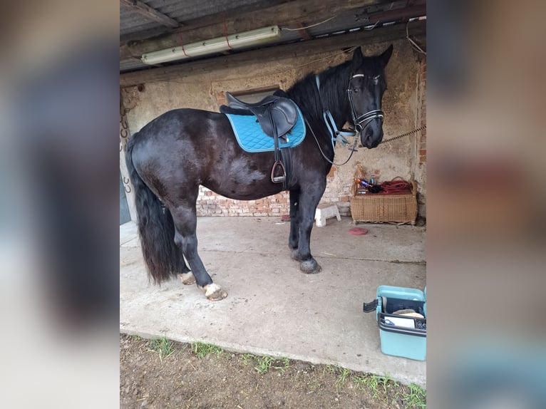 Noriker Merrie 5 Jaar 167 cm Zwart in Mitterfeld