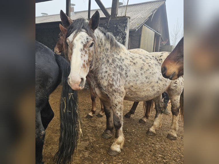 Noriker Merrie 5 Jaar in Klettgau