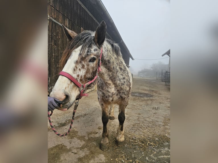 Noriker Merrie 5 Jaar in Klettgau