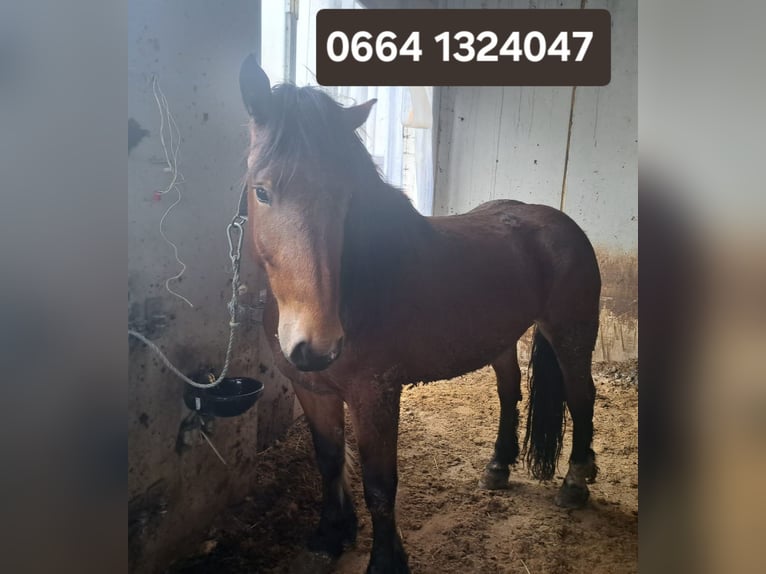 Noriker Merrie 5 Jaar in Obertilliach