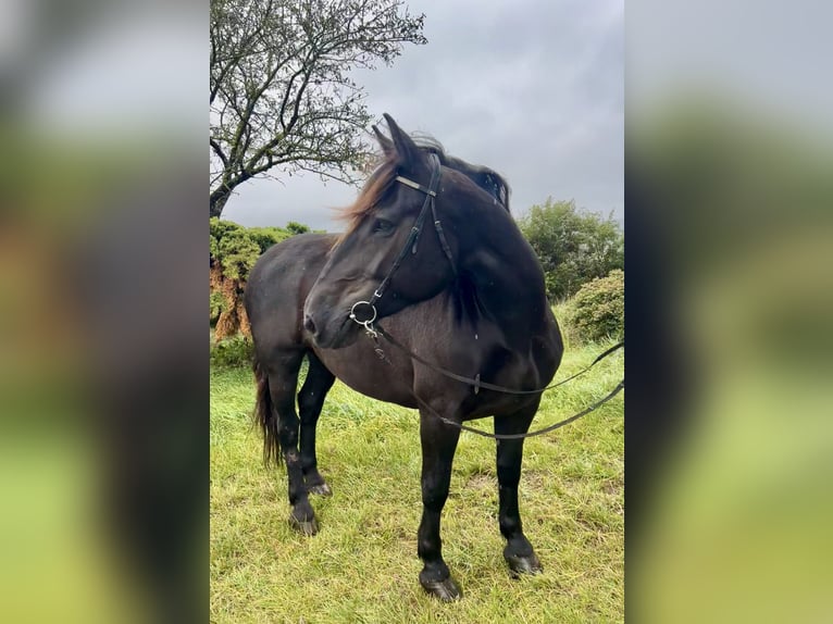 Noriker Merrie 6 Jaar 150 cm Donkerbruin in Pelmberg