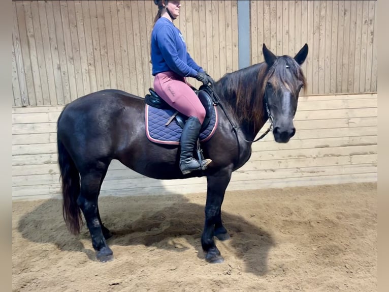 Noriker Merrie 6 Jaar 150 cm Donkerbruin in Pelmberg