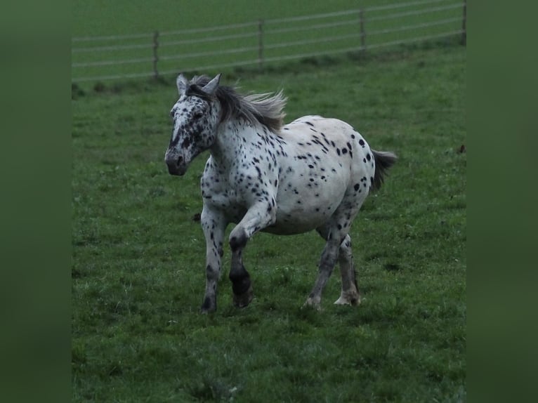 Noriker Merrie 6 Jaar 154 cm Appaloosa in Waldshut-Tiengen