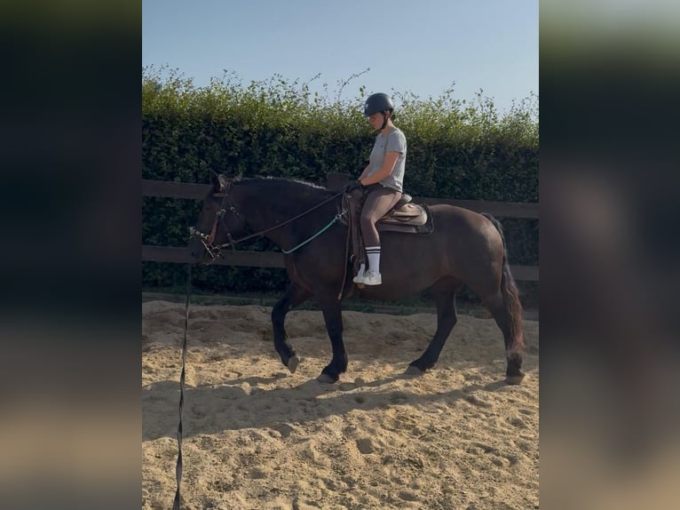Noriker Merrie 6 Jaar 158 cm Zwart in Daleiden