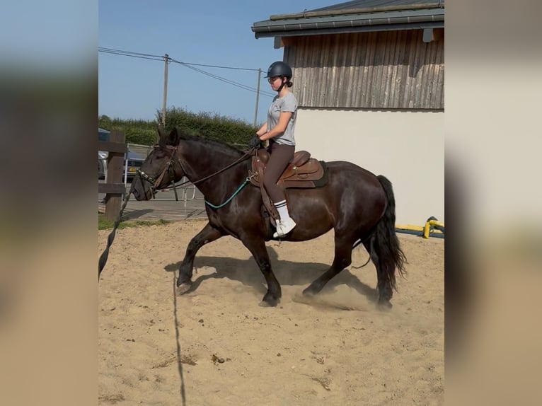 Noriker Merrie 6 Jaar 158 cm Zwart in Daleiden