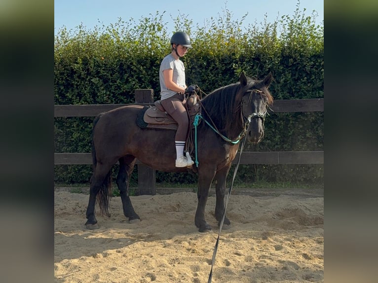 Noriker Merrie 6 Jaar 158 cm Zwart in Daleiden