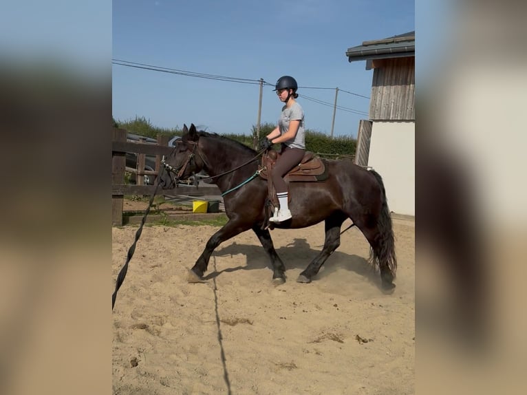 Noriker Merrie 6 Jaar 158 cm Zwart in Daleiden
