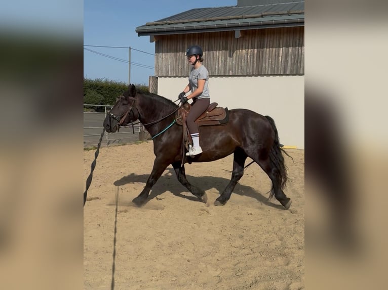 Noriker Merrie 6 Jaar 158 cm Zwart in Daleiden
