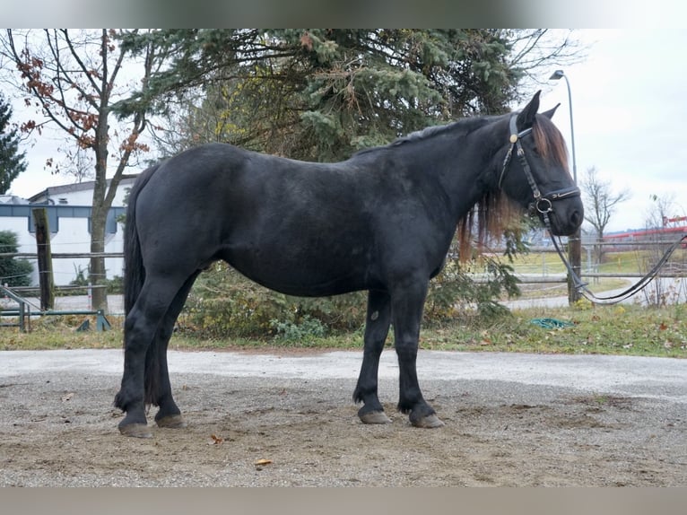 Noriker Merrie 6 Jaar 161 cm Zwart in Villach