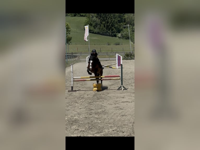 Noriker Merrie 6 Jaar 164 cm Zwartbruin in Murau
