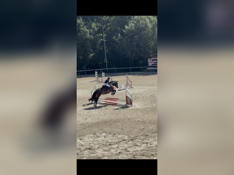 Noriker Merrie 6 Jaar 164 cm Zwartbruin in Murau