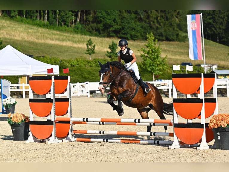 Noriker Merrie 6 Jaar 164 cm Zwartbruin in Murau