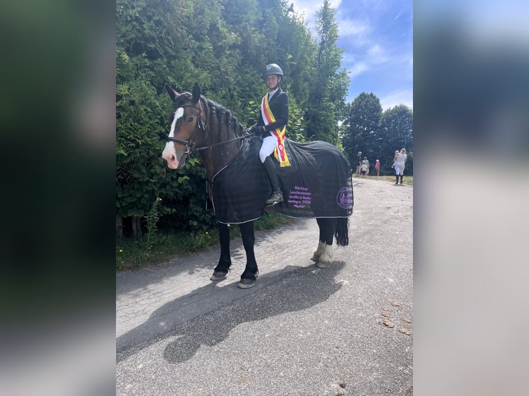 Noriker Merrie 6 Jaar 164 cm Zwartbruin in Murau