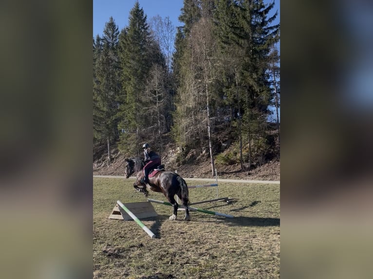 Noriker Merrie 6 Jaar 164 cm Zwartbruin in Murau