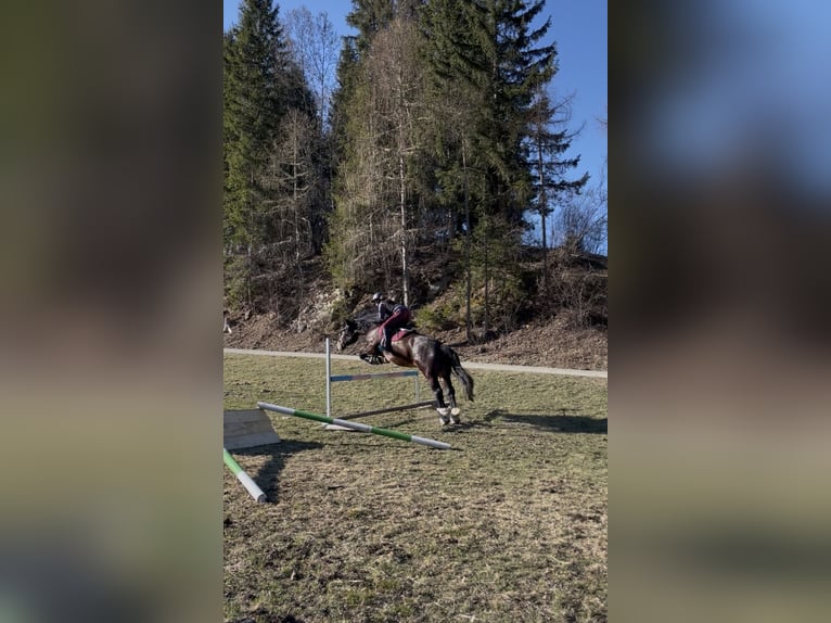 Noriker Merrie 6 Jaar 164 cm Zwartbruin in Murau