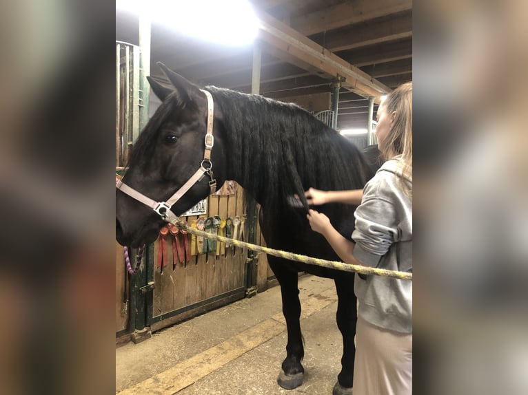 Noriker Merrie 6 Jaar 167 cm Zwart in Linz