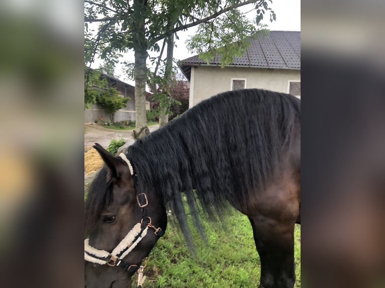 Noriker Merrie 6 Jaar 167 cm Zwart in Linz