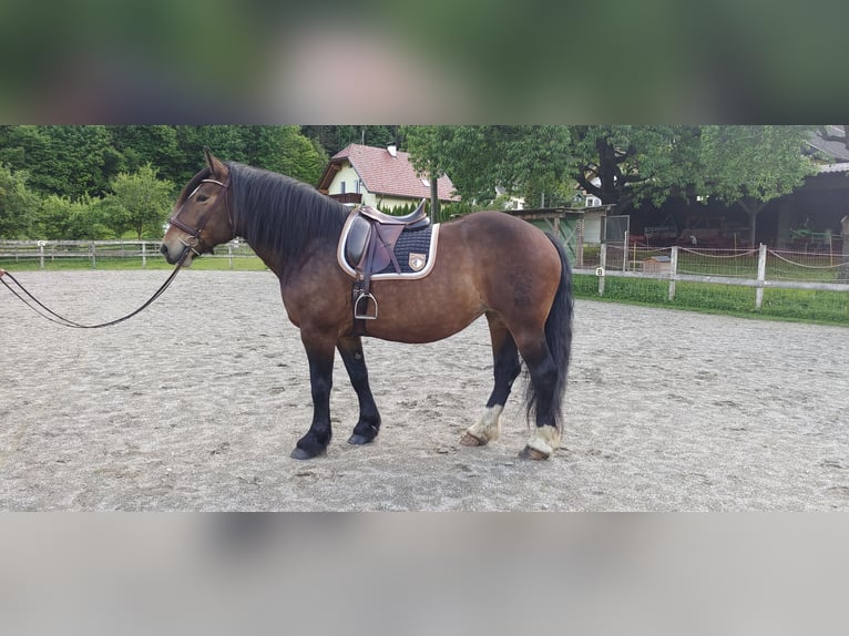 Noriker Merrie 7 Jaar 156 cm Donkerbruin in Obergottesfeld