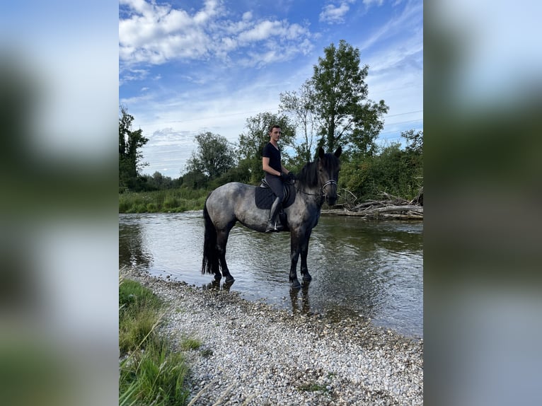 Noriker Merrie 7 Jaar 160 cm Blauwschimmel in Braunau am Inn