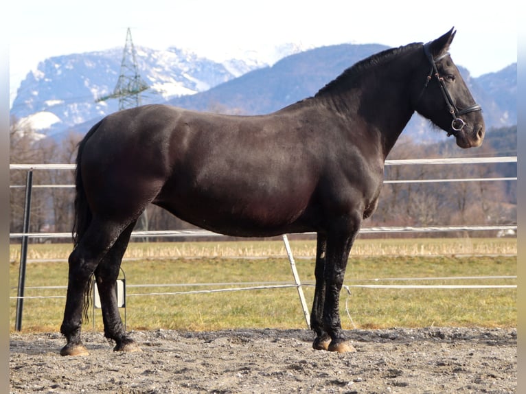 Noriker Merrie 7 Jaar 162 cm Appaloosa in Kirchbichl