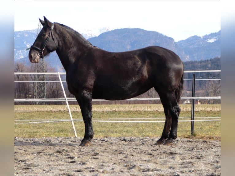 Noriker Merrie 7 Jaar 162 cm Appaloosa in Kirchbichl