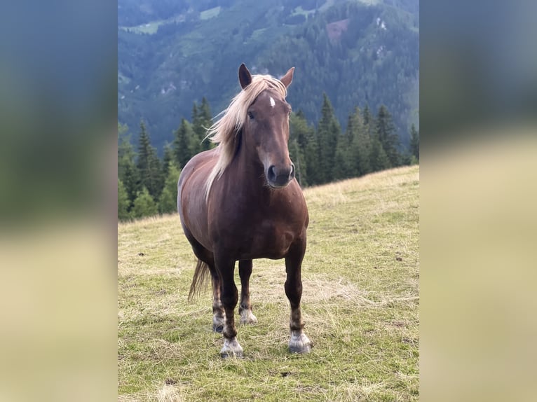 Noriker Merrie 7 Jaar 163 cm Vos in Bretstein