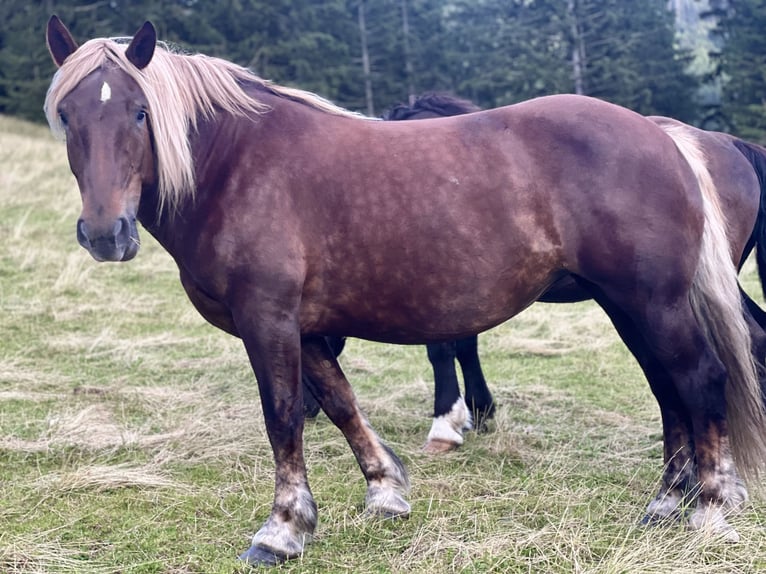 Noriker Merrie 7 Jaar 163 cm Vos in Bretstein